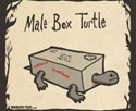 Male Box Turtle