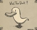 What The Duck