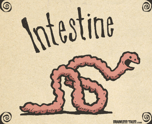 Intestine